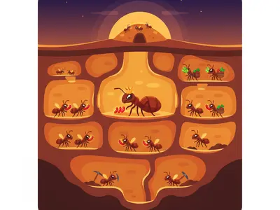 Ant Colony